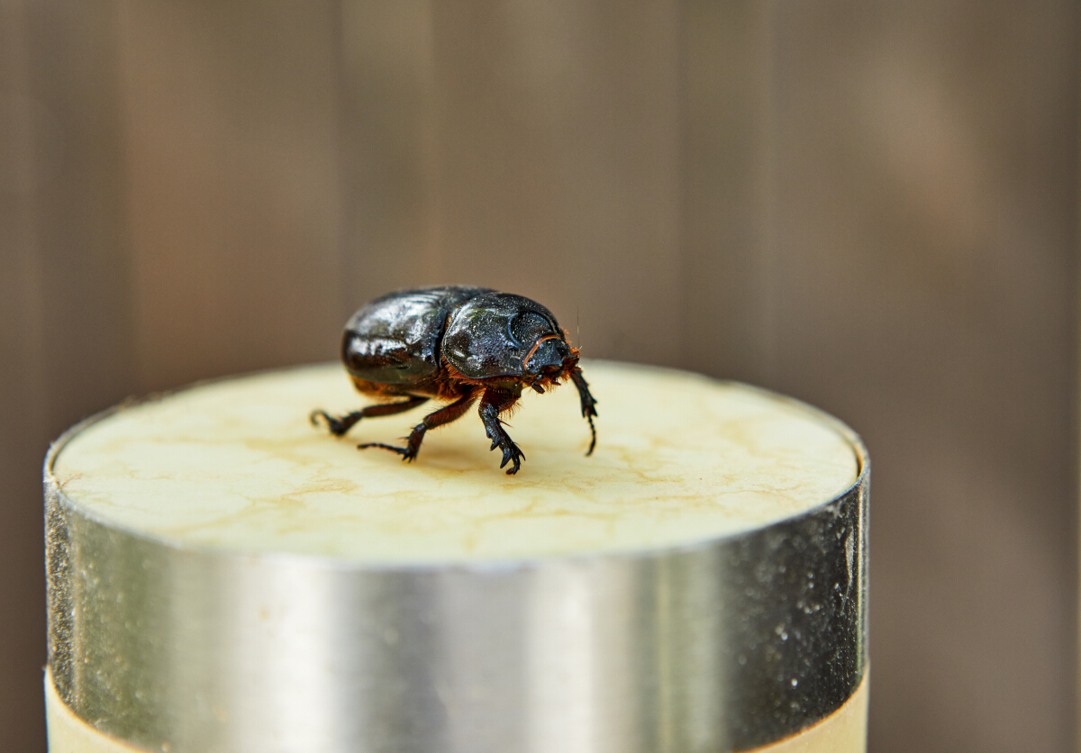 hanneton dans la maison
