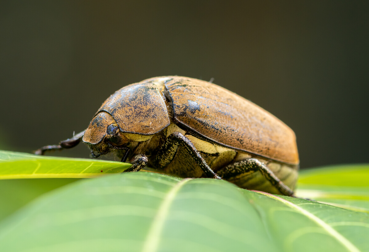 Que signifie la présence d&rsquo;un hanneton dans la maison : signification spirituelle expliquée
