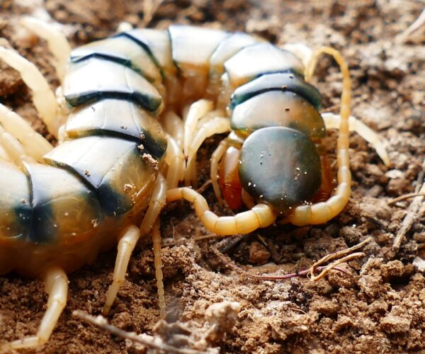 Les mille-pattes dans la maison : signification et origines